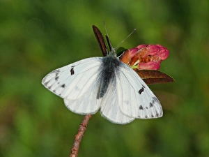 Buds Prints: Peak White (Pontia callidice) adult male, basking on Alpenrose (Rhododendron ferrugineum)