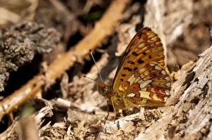 Butterfly Prints: Pearl-bordered Fritillary (Boloria euphrosyne) adult, resting amongst decaying wood