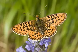 Flowerheads Prints: Pearl-bordered Fritillary (Boloria euphrosyne) adult