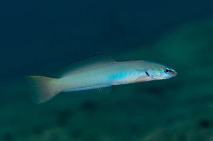 Pearly Dartfish (Ptereleotris microlepis) adult, swimming, Blue Water Muck dive site, Uhak River, Wetar Island, Barat Daya Islands, Lesser Sunda Islands, Maluku Province, Indonesia