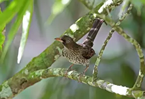 Lesser Antilles Prints: Pearly-eyed Thrasher (Margarops fuscatus klinikowskii) adult