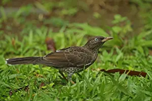 Pearly-eyed Thrasher (Margarops fuscatus klinikowskii) adult, standing on ground, Fond Doux Plantation, St