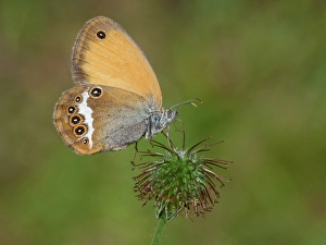 Butter Fly Prints: Pearly Heath (Coenonympha arcania) adult