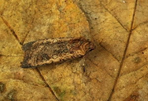Noctuids Prints: Pearly Underwing (Peridroma saucia) adult, resting on leaf, Norfolk, England, October