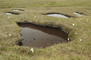 Damp Prints: Peat moorland habitat with open pools and cotton-grass