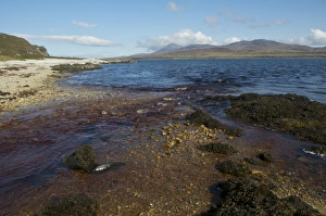Moor Land Prints: Peat stained river flowing into coastal strait