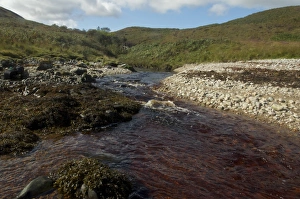 Peat stained river flowing into coastal strait, Glen Logan, Islay Sound, Islay, Inner Hebrides, Scotland, september