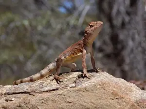 Raised Prints: Pebble Dragon (Tympanocryptis cephalus) adult male