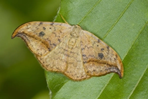 Lepidoptera Prints: Pebble Hook-tip (Drepana falcataria) adult, resting on beech leaf, Powys, Wales, September