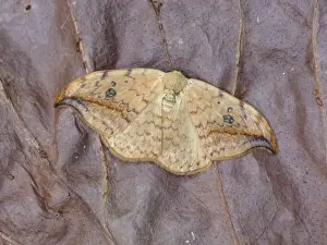 Pebble Hook-tip (Drepana falcataria scotica) adult male, resting on dry vegetation, Cannobina Valley, Italian Alps
