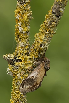 Lepidoptera Prints: Pebble Prominent (Notodonta ziczac) adult