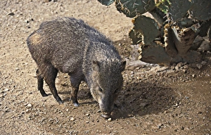 Peccary Collared (Dicotyles tajacu)