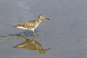 Wading Prints: Pectoral Sandpiper (Calidris melanotos) adult
