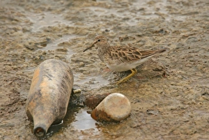 Polluted Prints: Pectoral Sandpiper (Calidris melanotos) juvenile