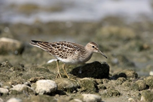 Pectoral Sandpiper (Calidris melanotos) juvenile, foraging on shore, Midlands, England, september