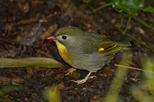 Pekin Robin