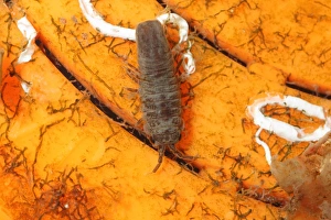 Pollution Prints: Pelagic Isopod (Idotea metallica) adult