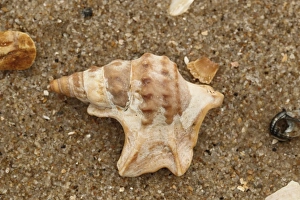 Seashells Prints: Pelicans Foot Shell (Aporrhais pespelecani) empty shell