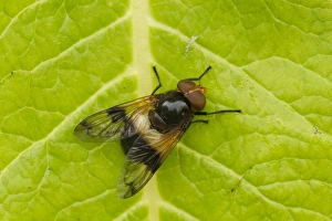 Flies Prints: Pellucid Hoverfly (Volucella pellucens) adult