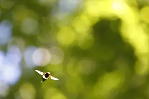 Clearings Prints: Pellucid Hoverfly (Volucella pellucens) adult male