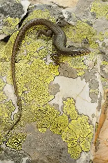 Lichen Prints: Pena de Francia Rock Lizard (Iberolacerta martinezricai) adult