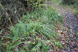 Footpath Prints: Pendulous Sedge (Carex pendula) growing beside path in coppice woodland reserve