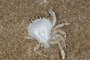 Decapoda Prints: Pennants Swimming Crab (Portumnus latipes) moult