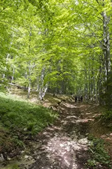 Track Prints: People walking in Common Beech forest at Bogdan National Park Bulgaria