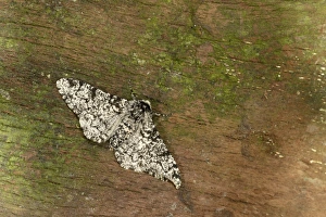 Lepidoptera Prints: Peppered Moth (Biston betularia) normal form