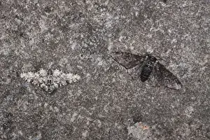 Pale Prints: Peppered Moth (Biston betularia) normal and melanistic forms