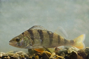 Perch Prints: Perch (Perca fluviatilis) adult, swimming over gravel in tank, England, May
