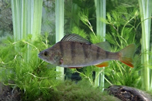 Perch (Perca fluviatilis) adult, swimming, Midlands, England, september (captive)