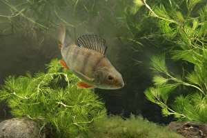 Perch (Perca fluviatilis) adult, swimming, Midlands, England, september (captive)