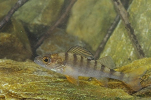 Under Water Prints: Perch (Perca fluviatilis) adult, swimming over rocks, Italy, april
