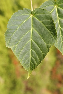 Oriental Prints: Pere Davids Maple (Acer davidii) close-up of leaf, in garden, Suffolk, England, August