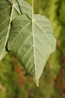 Pere Davids Maple (Acer davidii) close-up of leaf underside, in garden, Suffolk, England, August