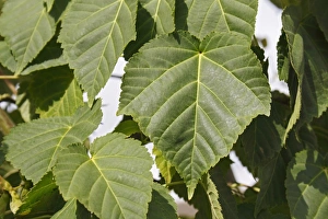 Oriental Prints: Pere Davids Maple (Acer davidii) close-up of leaves