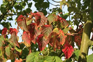 Pere Davids Maple (Acer davidii) close-up of leaves in autumn colour, in garden, Suffolk, England, September