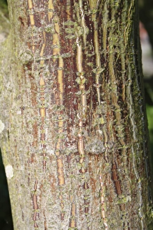 Oriental Prints: Pere Davids Maple (Acer davidii) close-up of trunk, in garden, Suffolk, England, September