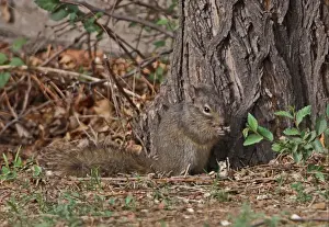 Squirrels Prints: Pere David's Rock Squirrel (Sciurotamias davidianus) adult