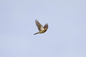 Peregrine Falcon (Falco peregrinus) adult, in flight, Malham Cove, Malhamdale, Yorkshire Dales N. P