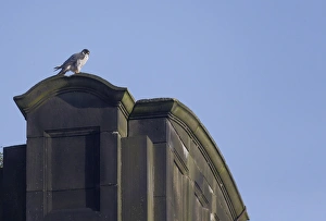 Town Prints: Peregrine Falcon (Falco peregrinus) adult, standing on building, Derbyshire, England, June