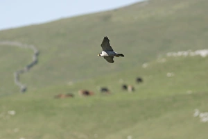 Peregrine Falcon (Falco peregrinus) adult, in flight over hillside with grazing cattle, Malham Cove, Malhamdale, Yorkshire Dales N. P. North Yorkshire, England, june