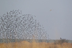 Flock Prints: Peregrine Falcon (Falco peregrinus) adult