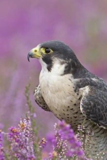 Peregrine Falcon (Falco peregrinus) adult, close-up of head and chest, standing amongst flowering heather