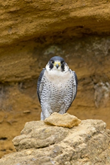 Peregrine Falcon (Falco peregrinus) adult, perched on cliff, Suffolk, England, May (captive)