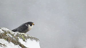 Peregrine Falcon (Falco peregrinus) adult, standing on snow covered rock during snowfall, Dumfries and Galloway