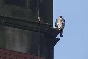 Peregrine Falcon (Falco peregrinus) adult, perched on building ledge in town, East Mill, Belper, Derbyshire, England