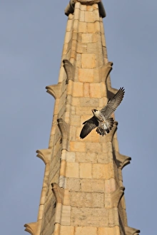 Peregrine Falcon (Falco peregrinus) adult, in flight, with bird prey in talons at cathedral nestsite