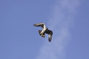 Peregrine Falcon (Falco peregrinus) adult, in flight, Malham Cove, Malhamdale, Yorkshire Dales N. P